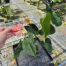 Load image into Gallery viewer, Anthurium Shibori, Exact Plant Variegated
