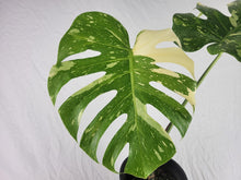 Load image into Gallery viewer, Monstera Thai Constellation, Exact Plant Variegated XL
