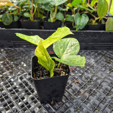 Load image into Gallery viewer, Zamioculcas Zamiifolia Wild Form ZZ, Exact Plant Variegated Ships Nationwide
