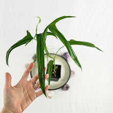 Load image into Gallery viewer, Philodendron Holtonianum, Exact Plant

