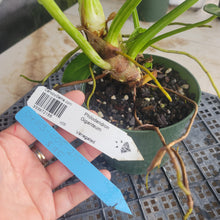 Load image into Gallery viewer, Philodendron Giganteum, Exact Plant Variegated Ships Nationwide
