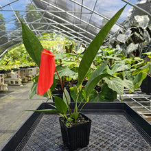 Load image into Gallery viewer, Anthurium Sherzerianum &quot;Pig Tail&quot;, Exact Plant Ships Nationwide
