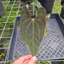 Load image into Gallery viewer, Anthurium Ace Of Spades X Papillilaminum, Exact Plant
