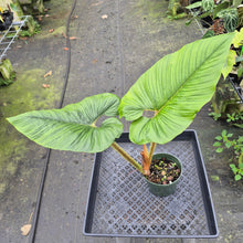 Load image into Gallery viewer, Philodendron Serpens exact plant, Fedex 2day*
