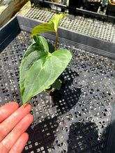 Load image into Gallery viewer, Anthurium Papillilaminum Fort Sherman, Exact Plant Ships Nationwide
