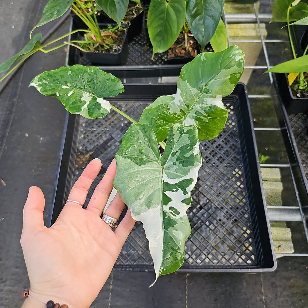 Alocasia Odora, Okinawa Silver, Exact Plant Variegated Ships Nationwide