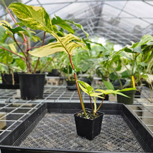 Load image into Gallery viewer, Philodendron Florida Beauty, Exact Plant Variegated Ships Nationwide
