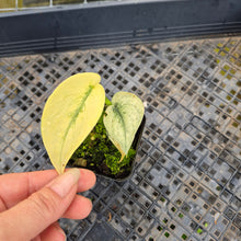 Load image into Gallery viewer, Scindapsus Mayari, Exact Plant Variegated Ships Nationwide
