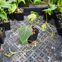 Load image into Gallery viewer, Philodendron Hederaceum Micans Aurea, Exact Plant Variegated Ships Nationwide
