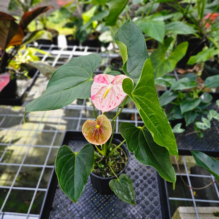 Anthurium Shibori, Exact Plant Variegated 1 gallon pot