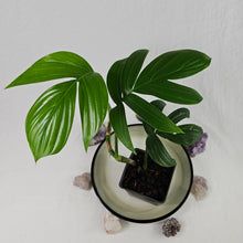Load image into Gallery viewer, Rhaphidophora Decursiva, Exact Plant Dragon Tail Ships Nationwide

