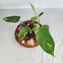 Load image into Gallery viewer, Philodendron Bipennifolium, Exact Plant Variegated
