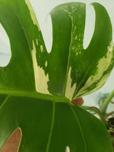 Load image into Gallery viewer, Borsigiana Albo, Exact Plant, low variegation, Monstera
