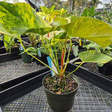 Load image into Gallery viewer, Anthurium Andraeanum White Heart, Exact Plant Variegated Ships Nationwide
