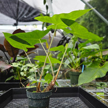 Load image into Gallery viewer, Alocasia Longiloba, Lowii, Argyreia, Exact Plant
