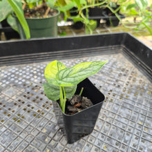 Load image into Gallery viewer, Monstera Siltepecana, Exact Plant Variegated Ships Nationwide
