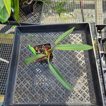 Load image into Gallery viewer, Philodendron Bicolor, Exact Plant Ships Nationwide
