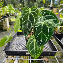 Load image into Gallery viewer, Anthurium Crystallinum, Exact Plant Multi top plant
