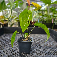 Load image into Gallery viewer, Anthurium Sp. Limon, Exact Plant Ships Nationwide
