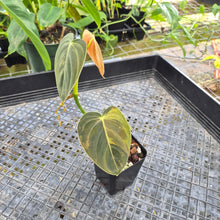 Load image into Gallery viewer, Philodendron Melanochrysum, Exact Plant Variegated Ships Nationwide
