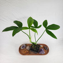 Load image into Gallery viewer, Philodendron Tripartitum 4" pot, Fedex 2day*
