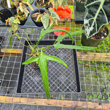 Load image into Gallery viewer, Philodendron Holtonianum, Exact Plant Ships Nationwide
