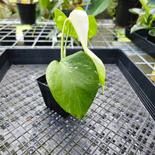 Load image into Gallery viewer, Monstera Borsigiana Albo Deliciosa, Exact Plant Variegated
