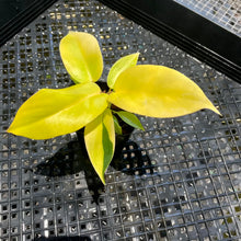 Load image into Gallery viewer, Philodendron Jungle Fever , 2.5” pot, Fedex 2 day*
