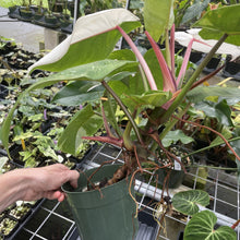 Load image into Gallery viewer, Philodendron White Princess Variegated exact plant, Fedex 2day*
