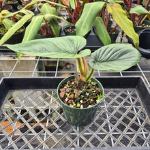 Load image into Gallery viewer, Philodendron Serpens, Exact Plant Ships Nationwide

