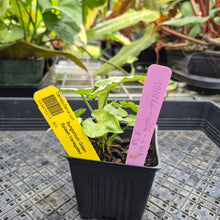 Load image into Gallery viewer, Syngonium Green Splash, Exact Plant Variegated Ships Nationwide
