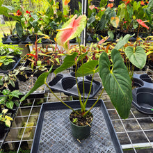 Load image into Gallery viewer, Anthurium Anuenue Obake Bicolor pink/green Fedex 2day
