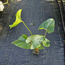 Load image into Gallery viewer, Anthurium Decipiens, Exact Plant XL Ships Nationwide
