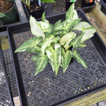 Load image into Gallery viewer, Syngonium Three Kings Magic Marble, Exact Plant Variegated Ships Nationwide
