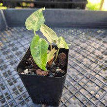 Load image into Gallery viewer, alocasia polly aurea variegated, Exact Plant Ships Nationwide.
