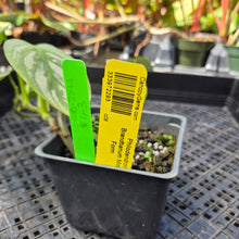 Load image into Gallery viewer, Philodendron Brandtianum Mini Form, Exact Plant Ships Nationwide
