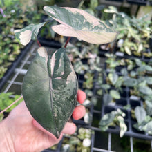 Load image into Gallery viewer, Alocasia Yucatan Princess Pink variegated 2.5" pot, Fedex 2day*
