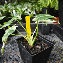 Load image into Gallery viewer, Alocasia Odora, Okinawa Silver, Exact Plant Variegated
