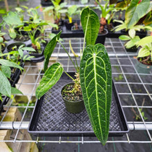 Load image into Gallery viewer, Anthurium Warocqueanum, Queen, Exact Plant
