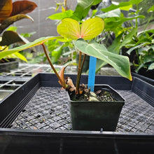 Load image into Gallery viewer, Philodendron Gloriosum, Pink Veined Back, Exact Plant 2 growth points
