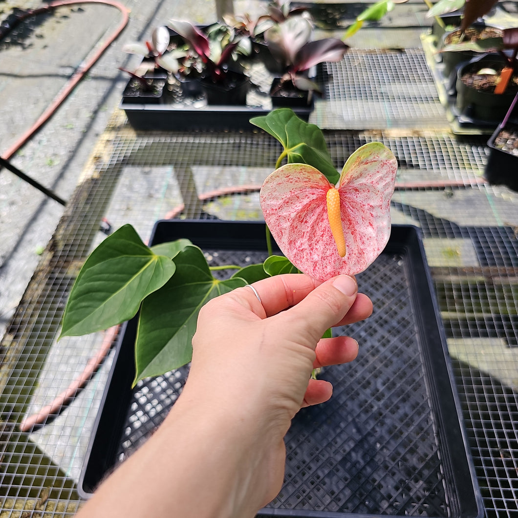 Anthurium Speckled Butterfly Shibori AFF, Exact Plant Variegated