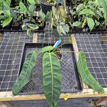 Load image into Gallery viewer, Philodendron Patriciae, Exact Plant Ships Nationwide
