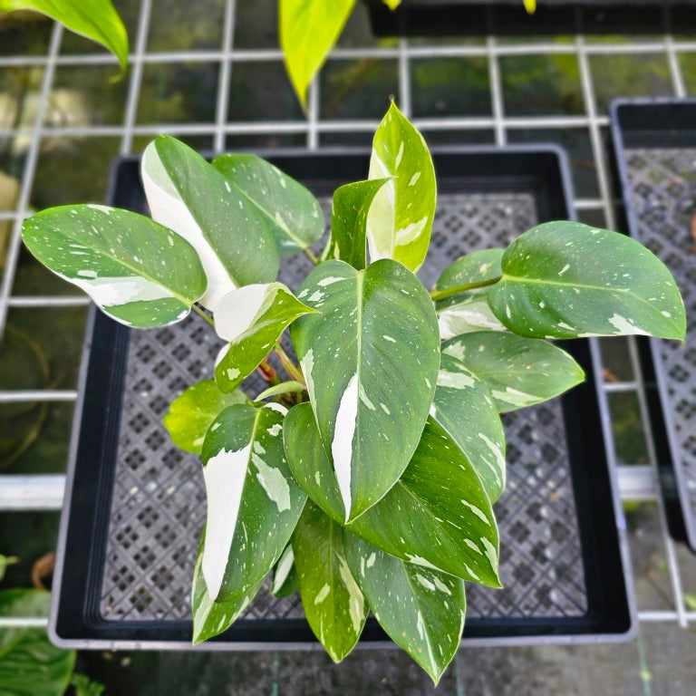 Philodendron White Princess, Exact Plant Variegated