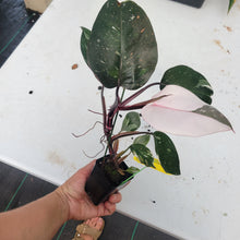 Load image into Gallery viewer, Philodendron Red Anderson, Exact Plant Ships Nationwide
