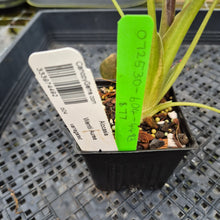 Load image into Gallery viewer, Alocasia Wentii Aurea, Exact Plant, Ships Nationwide
