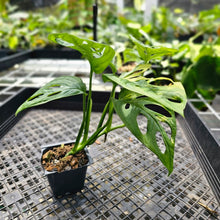 Load image into Gallery viewer, Monstera Adansonii Aurea, Exact Plant Variegated Ships Nationwide
