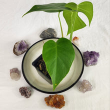 Load image into Gallery viewer, Monstera Sierrana Hawaii Clone, Exact Plant
