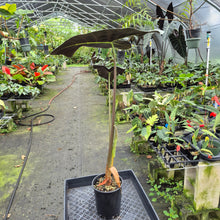 Load image into Gallery viewer, Alocasia Longiloba Lowii exact plant, Fedex 2day*
