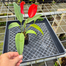 Load image into Gallery viewer, Anthurium Scherzerianum "Pig Tail", Exact Plant Ships Nationwide
