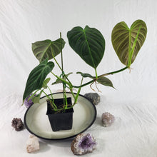 Load image into Gallery viewer, Philodendron Splendid, Exact Plant Ships Nationwide
